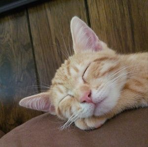 Meet your Posher, Jimmi